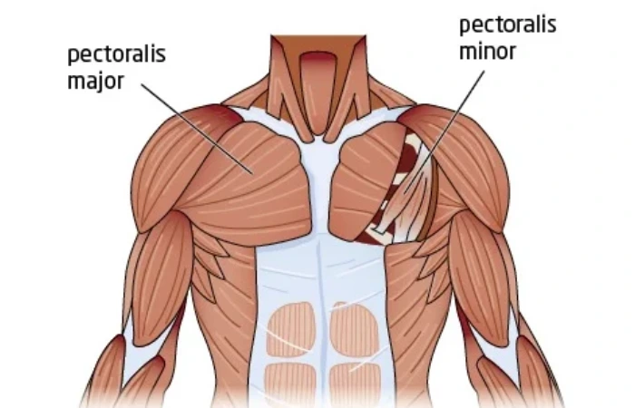 Chest Muscles Anatomy