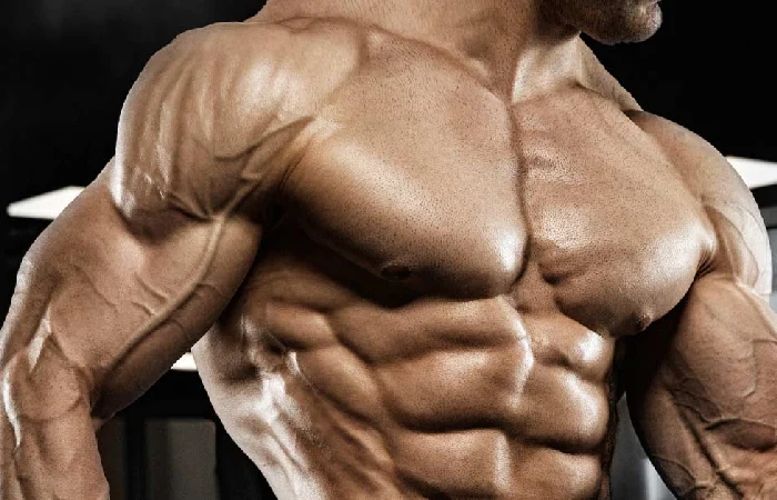 Understanding Muscles Development