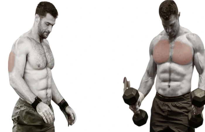 Why are Chest and Triceps are said to be Trained Together?