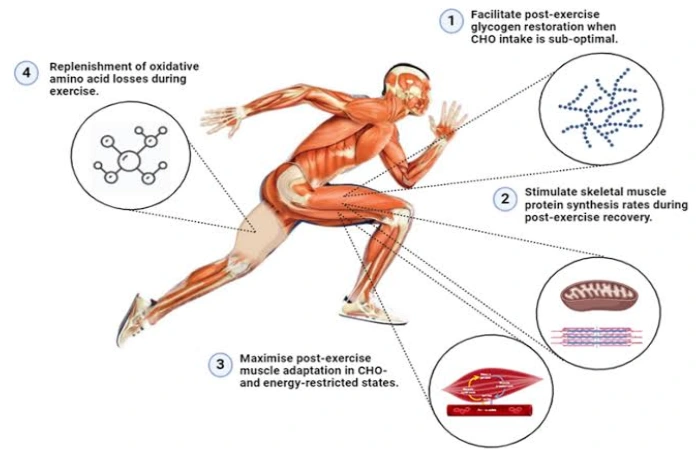 Strength/power athletes need Protein