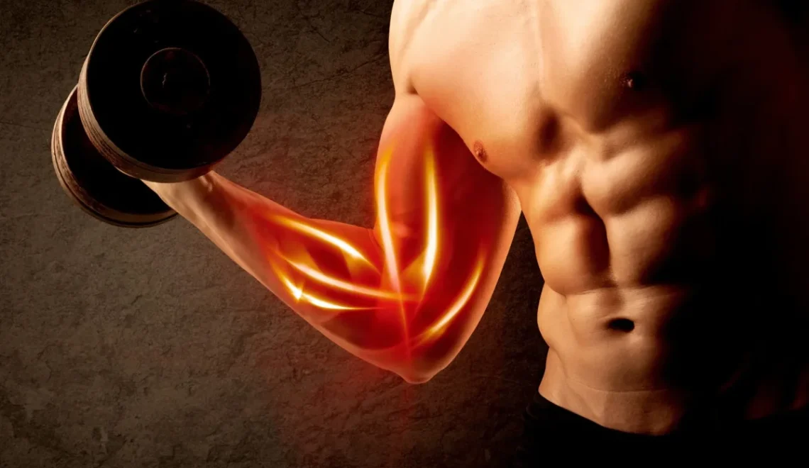 Muscle Building Peptides: Benefits, Risks, Types and What the Evidence Says